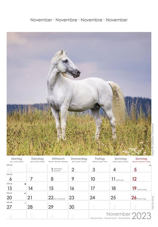 Calendario 2023 da muro Cavalli, Alpha Edition, 12 mesi, 23x34 cm - 12