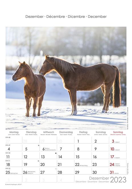 Calendario 2023 da muro Cavalli, Alpha Edition, 12 mesi, 23x34 cm - 13