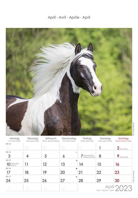 Calendario 2023 da muro Cavalli, Alpha Edition, 12 mesi, 23x34 cm - 5