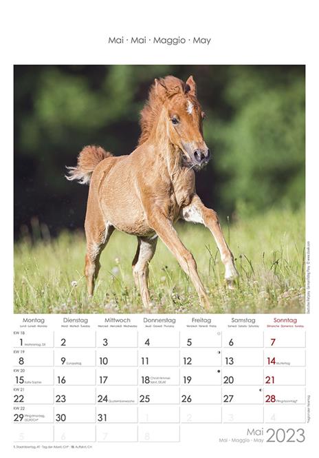 Calendario 2023 da muro Cavalli, Alpha Edition, 12 mesi, 23x34 cm - 6