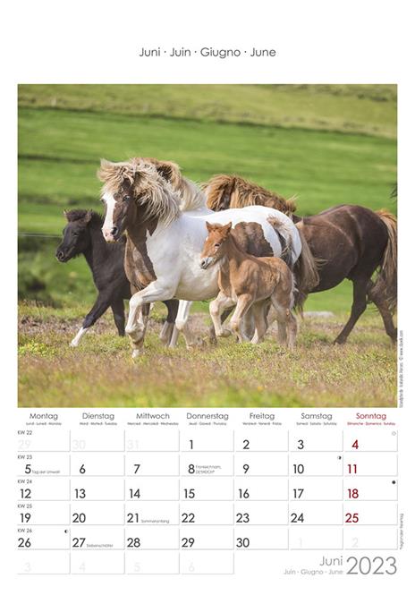 Calendario 2023 da muro Cavalli, Alpha Edition, 12 mesi, 23x34 cm - 7