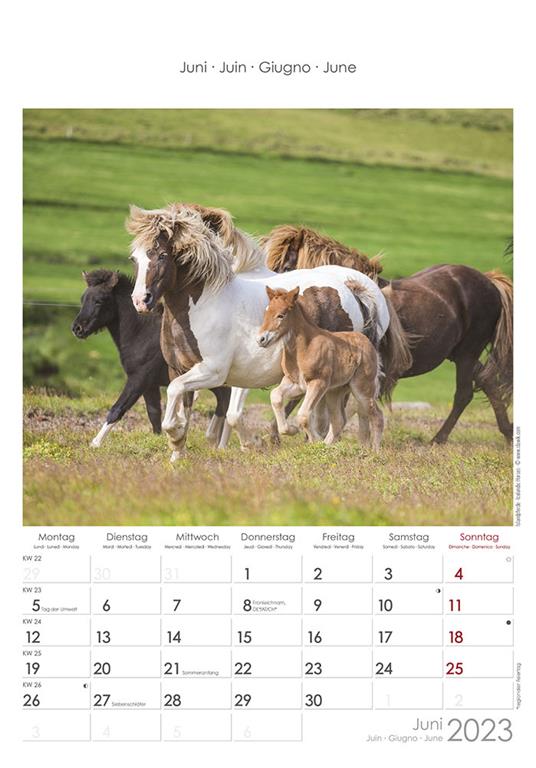 Calendario 2023 da muro Cavalli, Alpha Edition, 12 mesi, 23x34 cm - 7