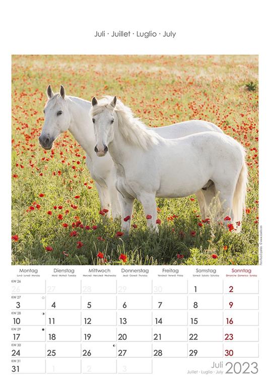 Calendario 2023 da muro Cavalli, Alpha Edition, 12 mesi, 23x34 cm - 8