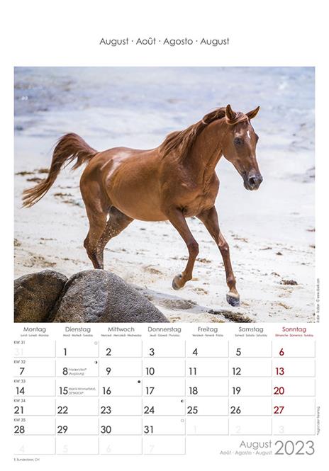Calendario 2023 da muro Cavalli, Alpha Edition, 12 mesi, 23x34 cm - 9