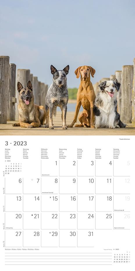 Calendario 2023 da muro Cani, Alpha Edition, 12 mesi, 30x30 cm - 5