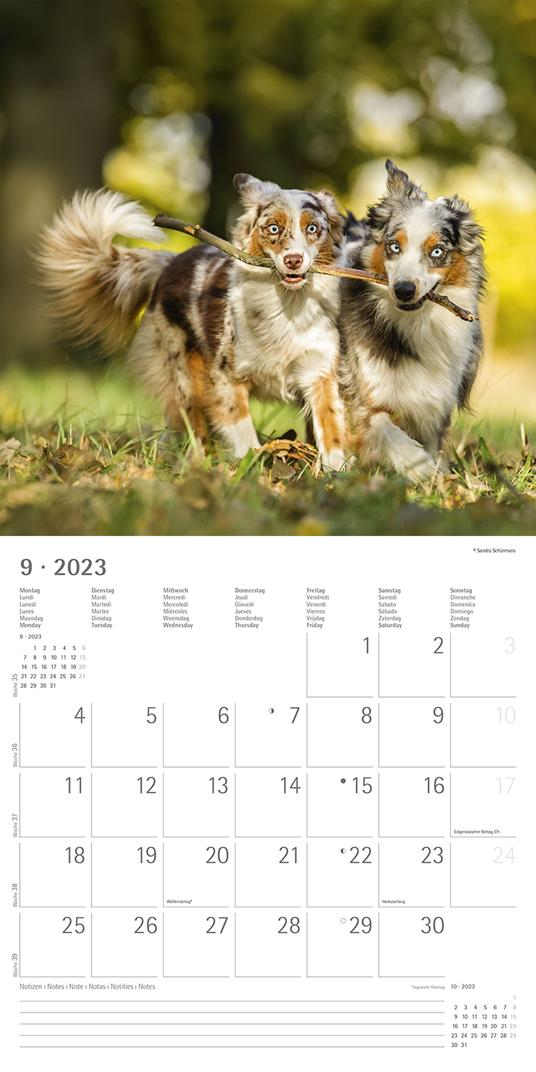 Calendario 2023 da muro Cani, Alpha Edition, 12 mesi, 30x30 cm - 11