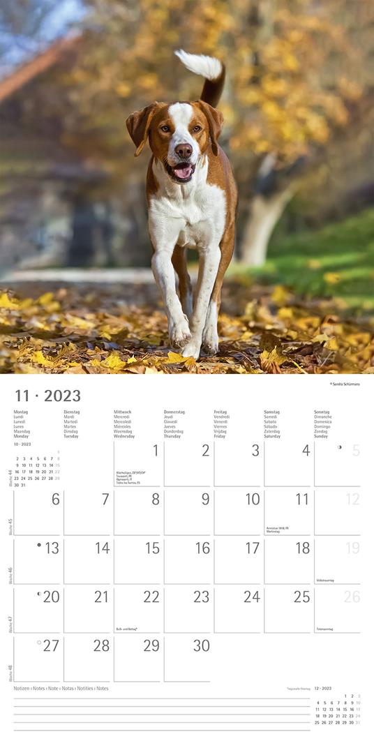 Calendario 2023 da muro Cani, Alpha Edition, 12 mesi, 30x30 cm - 13