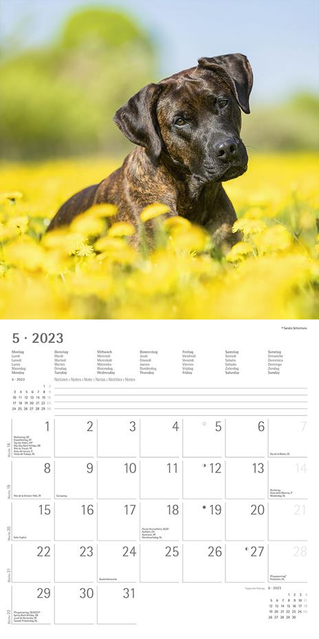 Calendario 2023 da muro Cani, Alpha Edition, 12 mesi, 30x30 cm - 7