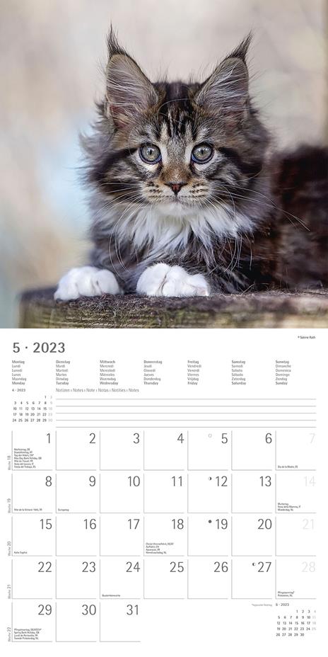 Calendario 2023 da muro Gatti, Alpha Edition, 12 mesi, 30x30 cm - 7