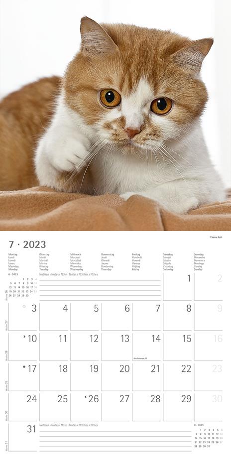 Calendario 2023 da muro Gatti, Alpha Edition, 12 mesi, 30x30 cm - 9