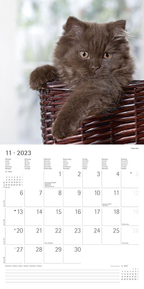 Calendario 2023 da muro Gatti, Alpha Edition, 12 mesi, 30x30 cm - 13
