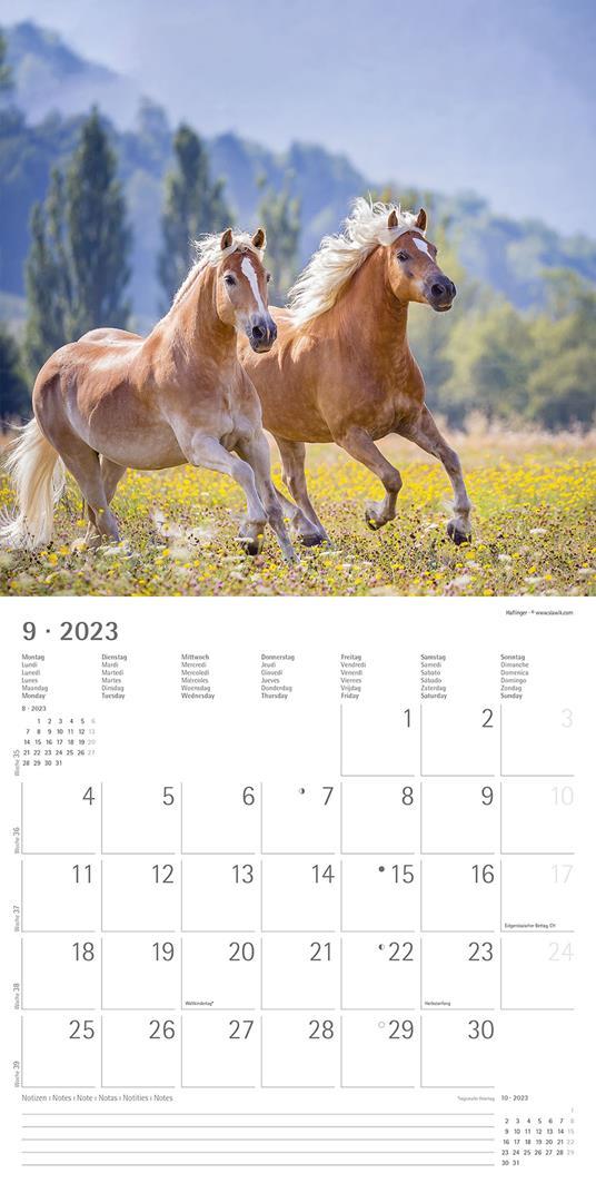 Calendario 2023 da muro Cavalli, Alpha Edition, 12 mesi, 30x30 cm - 11