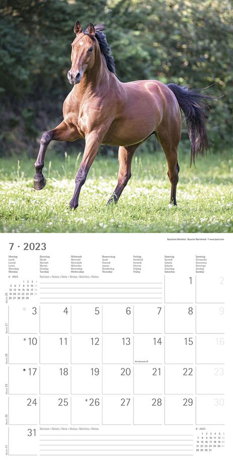 Calendario 2023 da muro Cavalli, Alpha Edition, 12 mesi, 30x30 cm - 9