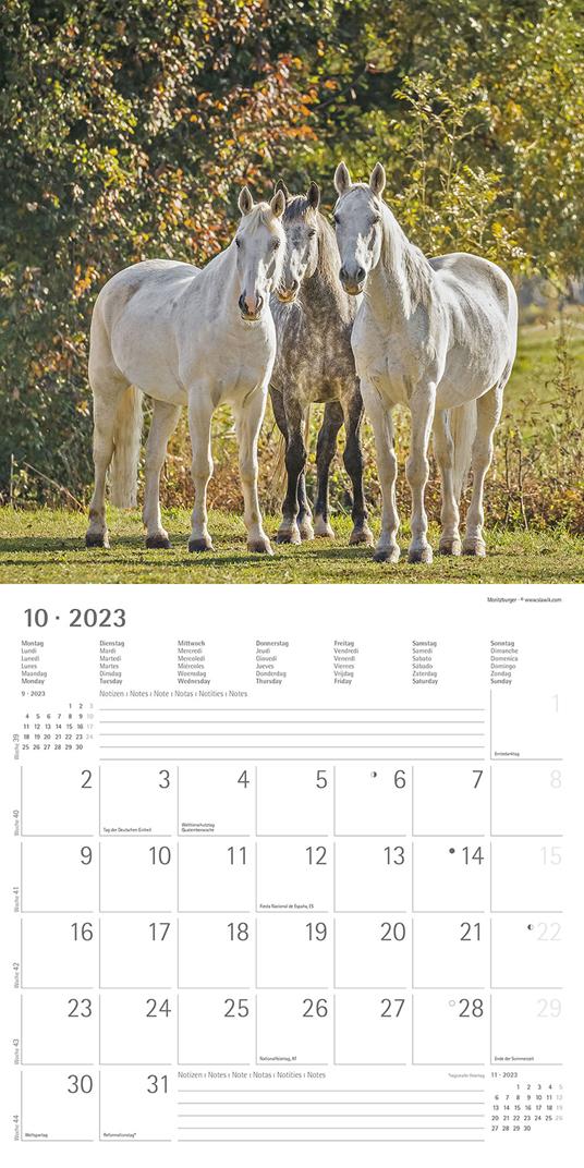 Calendario 2023 da muro Cavalli, Alpha Edition, 12 mesi, 30x30 cm - 12