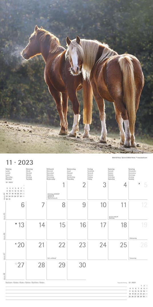 Calendario 2023 da muro Cavalli, Alpha Edition, 12 mesi, 30x30 cm - 13