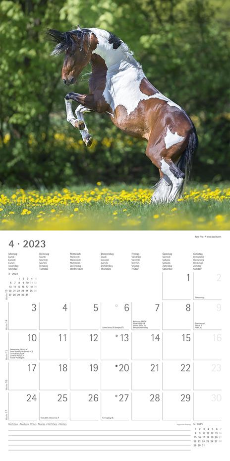 Calendario 2023 da muro Cavalli, Alpha Edition, 12 mesi, 30x30 cm - 6