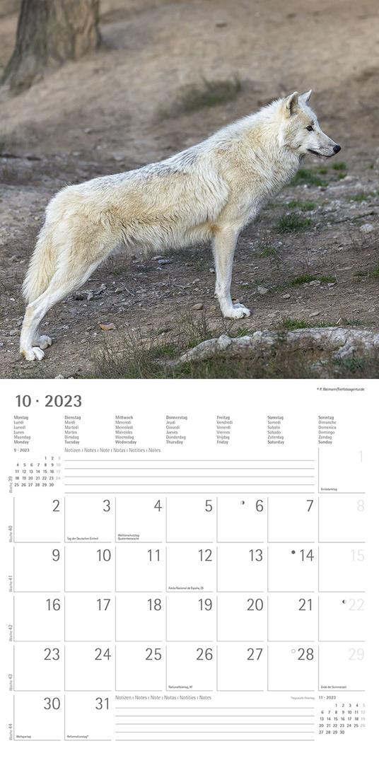 Calendario 2023 da muro Lupi, Alpha Edition, 12 mesi, 30x30 cm - 12