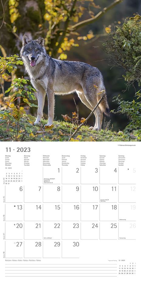 Calendario 2023 da muro Lupi, Alpha Edition, 12 mesi, 30x30 cm - 13