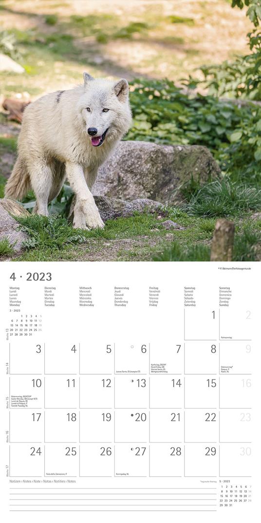 Calendario 2023 da muro Lupi, Alpha Edition, 12 mesi, 30x30 cm - 6