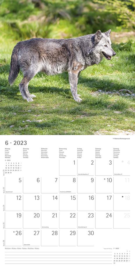 Calendario 2023 da muro Lupi, Alpha Edition, 12 mesi, 30x30 cm - 8