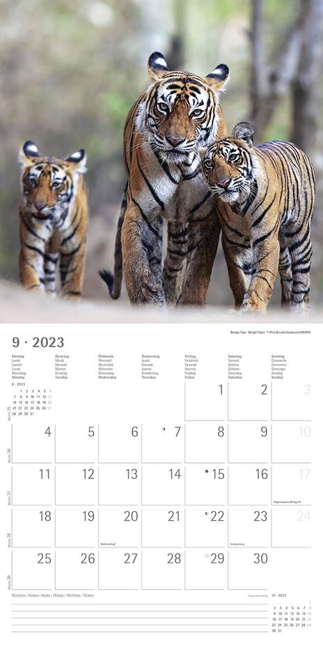 Calendario 2023 da muro Big Cats, Alpha Edition, 12 mesi, 30x30 cm - 11