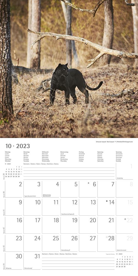 Calendario 2023 da muro Big Cats, Alpha Edition, 12 mesi, 30x30 cm - 12