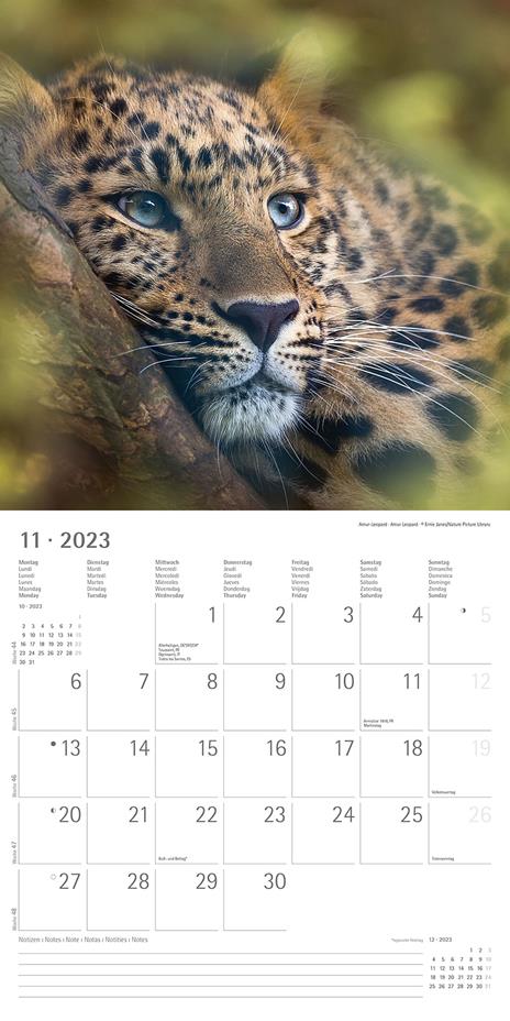 Calendario 2023 da muro Big Cats, Alpha Edition, 12 mesi, 30x30 cm - 13