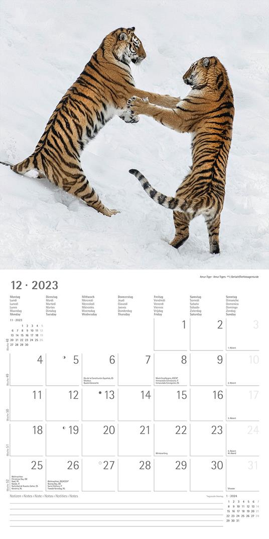 Calendario 2023 da muro Big Cats, Alpha Edition, 12 mesi, 30x30 cm - 14