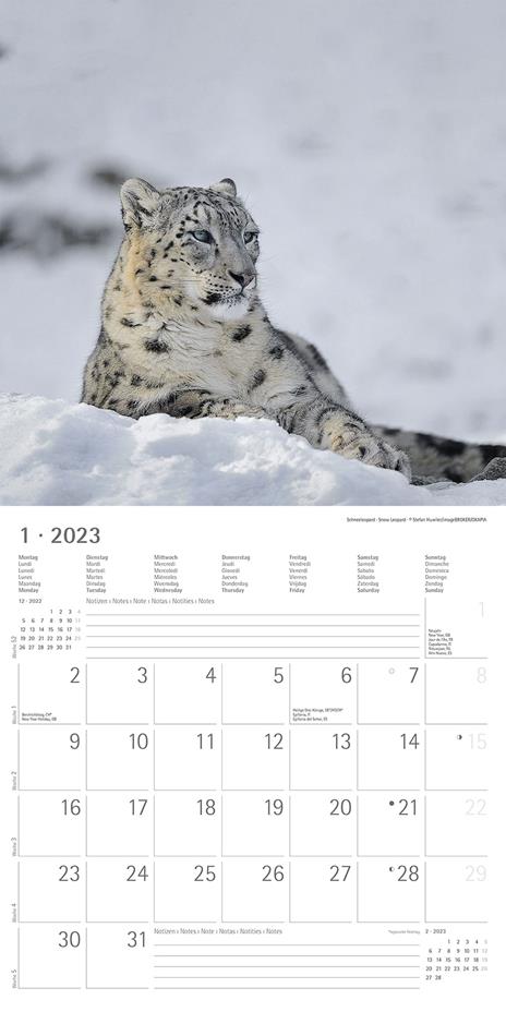 Calendario 2023 da muro Big Cats, Alpha Edition, 12 mesi, 30x30 cm - 3