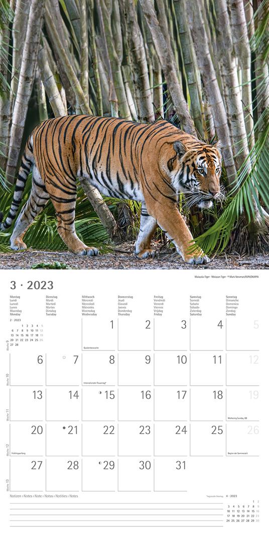 Calendario 2023 da muro Big Cats, Alpha Edition, 12 mesi, 30x30 cm - 5