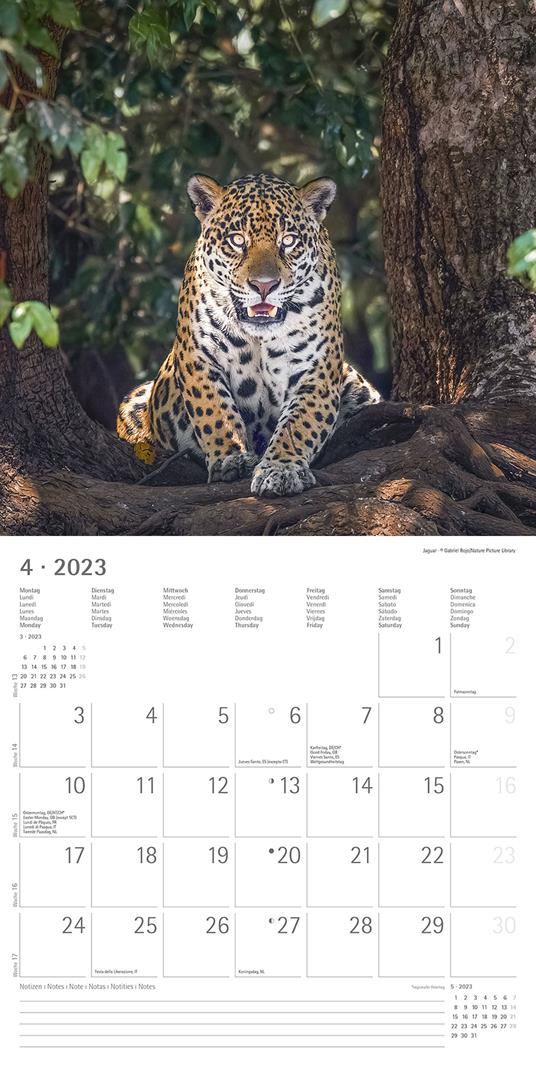 Calendario 2023 da muro Big Cats, Alpha Edition, 12 mesi, 30x30 cm - 6