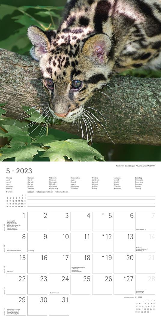 Calendario 2023 da muro Big Cats, Alpha Edition, 12 mesi, 30x30 cm - 7