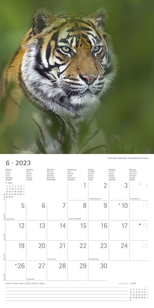 Calendario 2023 da muro Big Cats, Alpha Edition, 12 mesi, 30x30 cm - 8