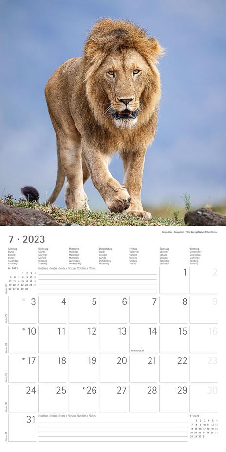 Calendario 2023 da muro Big Cats, Alpha Edition, 12 mesi, 30x30 cm - 9