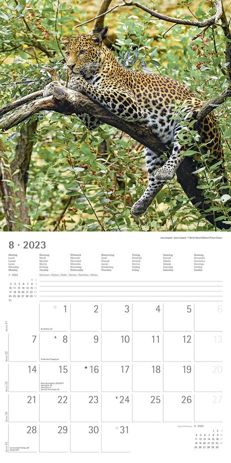 Calendario 2023 da muro Big Cats, Alpha Edition, 12 mesi, 30x30 cm - 10