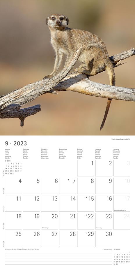 Calendario 2023 da muro Suricates, Alpha Edition, 12 mesi, 30x30 cm - 11