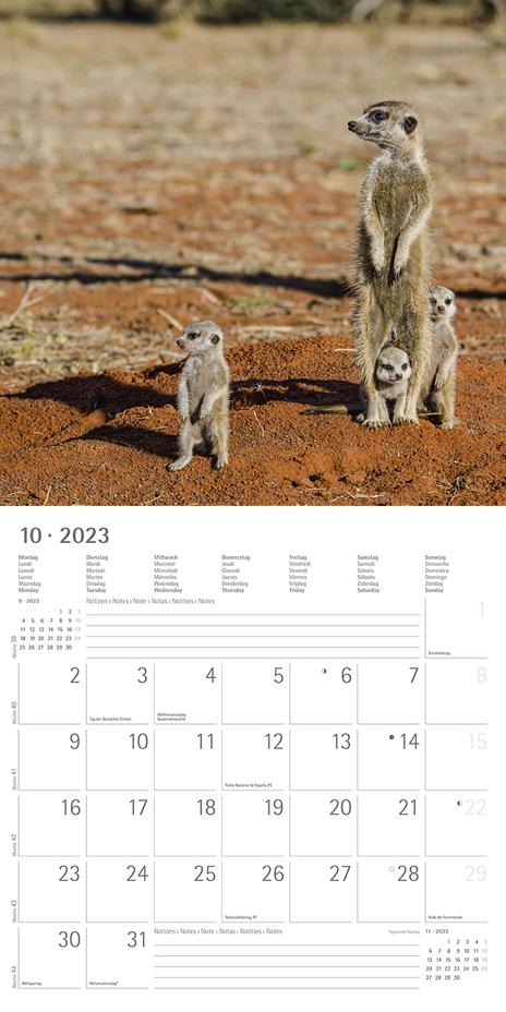 Calendario 2023 da muro Suricates, Alpha Edition, 12 mesi, 30x30 cm - 12