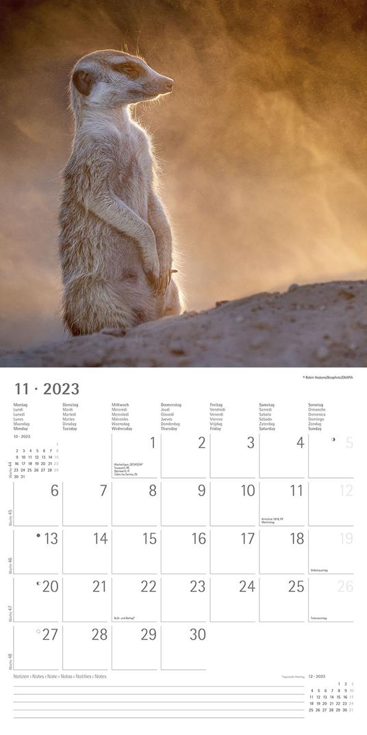 Calendario 2023 da muro Suricates, Alpha Edition, 12 mesi, 30x30 cm - 13