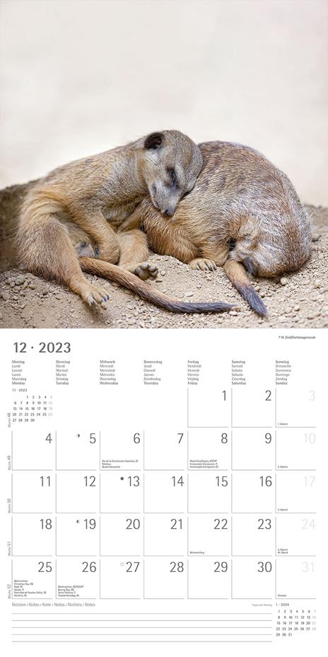 Calendario 2023 da muro Suricates, Alpha Edition, 12 mesi, 30x30 cm - 14