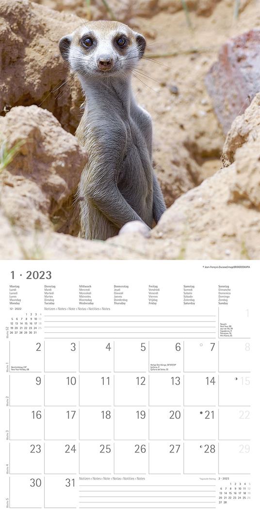 Calendario 2023 da muro Suricates, Alpha Edition, 12 mesi, 30x30 cm - 3