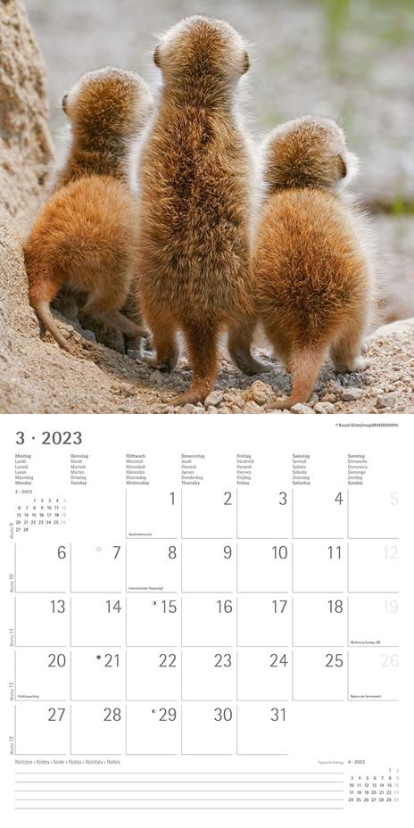 Calendario 2023 da muro Suricates, Alpha Edition, 12 mesi, 30x30 cm - 5