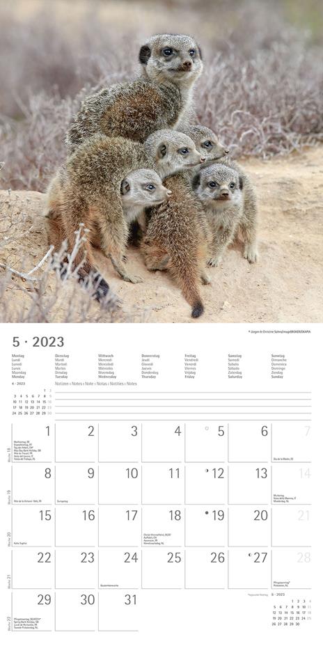 Calendario 2023 da muro Suricates, Alpha Edition, 12 mesi, 30x30 cm - 7