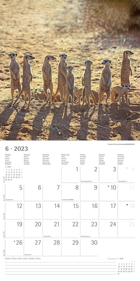 Calendario 2023 da muro Suricates, Alpha Edition, 12 mesi, 30x30 cm - 8