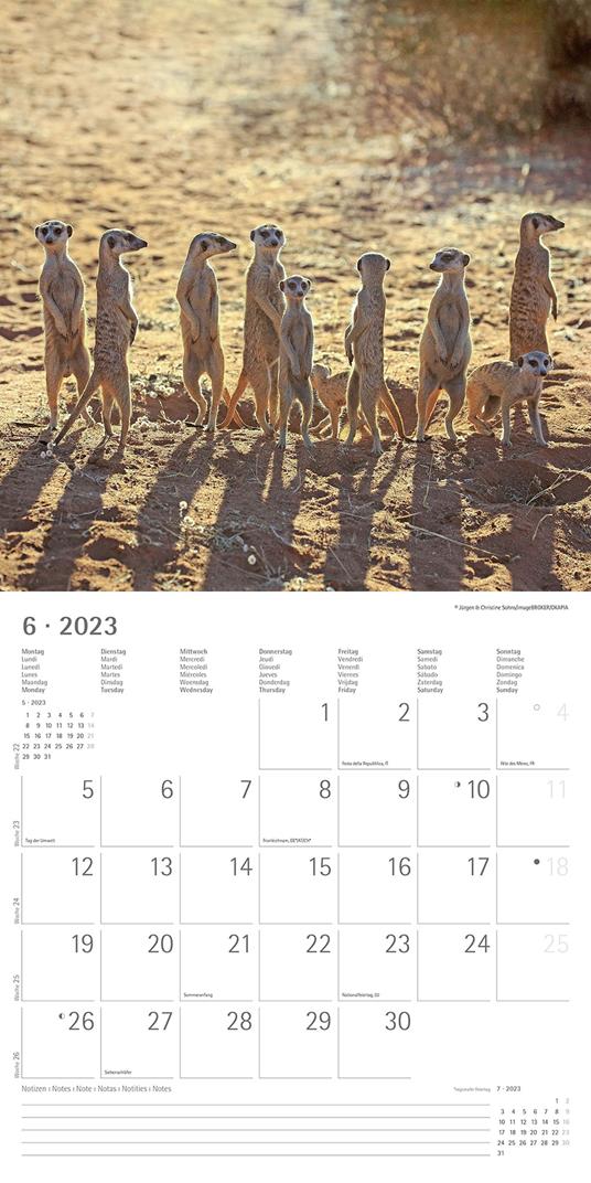 Calendario 2023 da muro Suricates, Alpha Edition, 12 mesi, 30x30 cm - 8