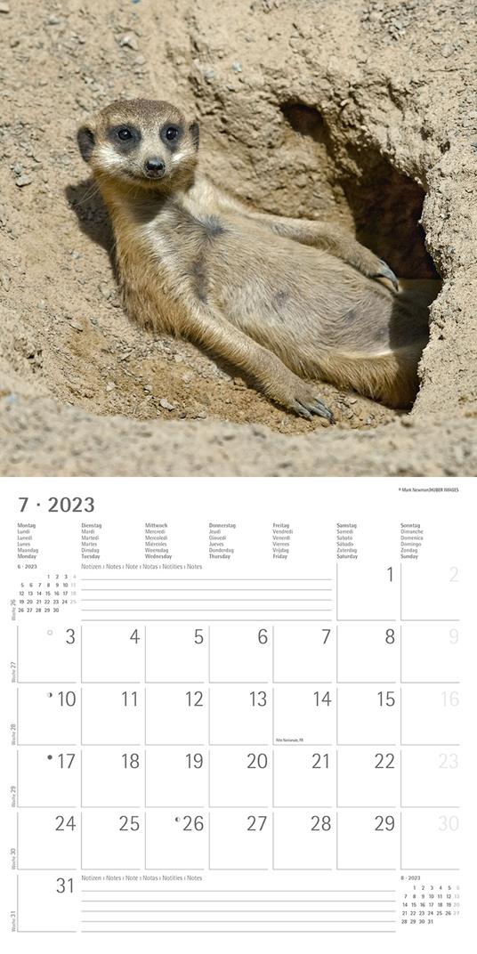 Calendario 2023 da muro Suricates, Alpha Edition, 12 mesi, 30x30 cm - 9