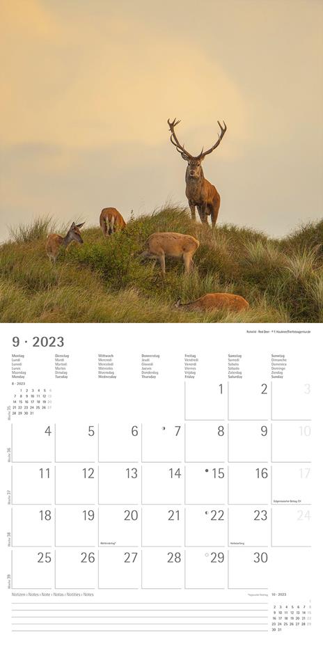 Calendario 2023 da muro Forest Animals, Alpha Edition, 12 mesi, 30x30 cm - 11