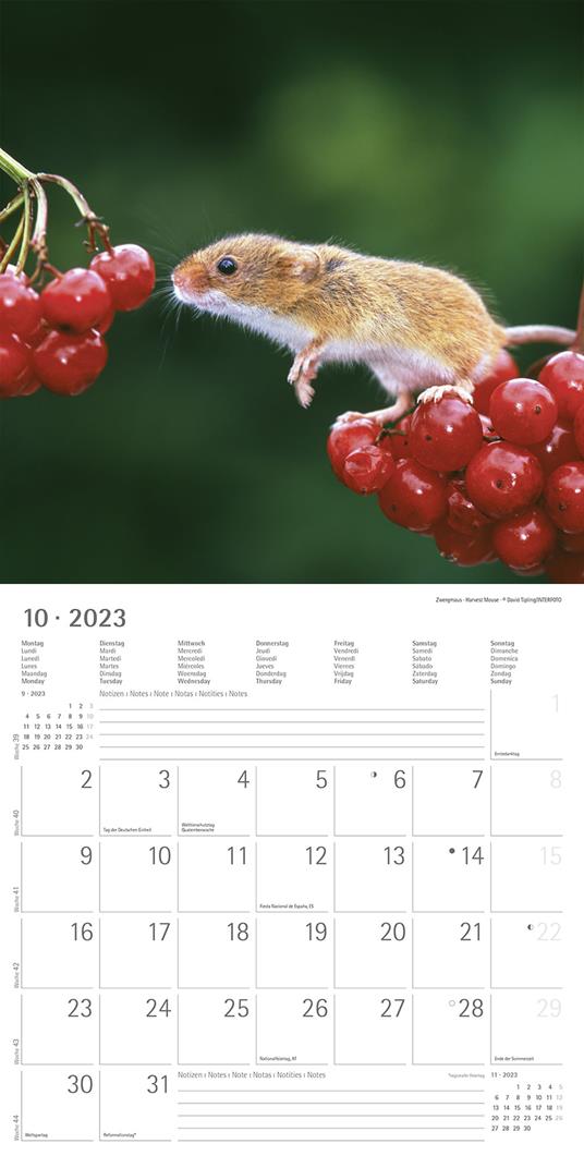 Calendario 2023 da muro Forest Animals, Alpha Edition, 12 mesi, 30x30 cm - 12