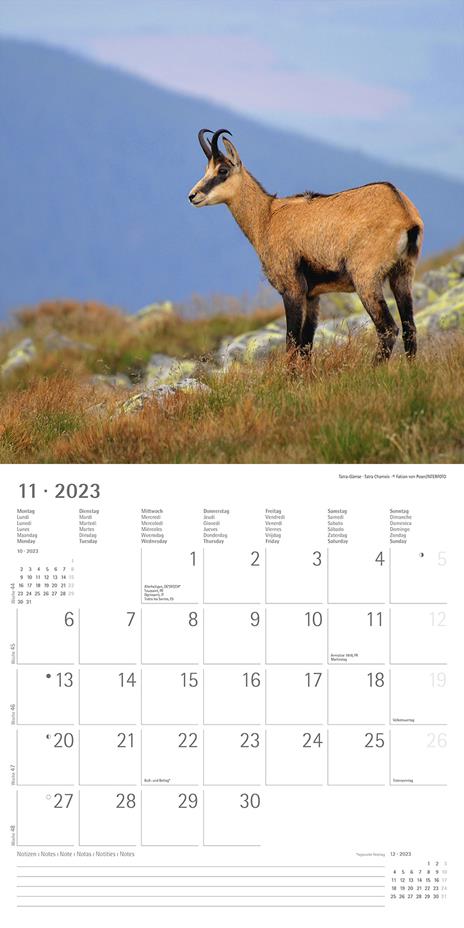 Calendario 2023 da muro Forest Animals, Alpha Edition, 12 mesi, 30x30 cm - 13