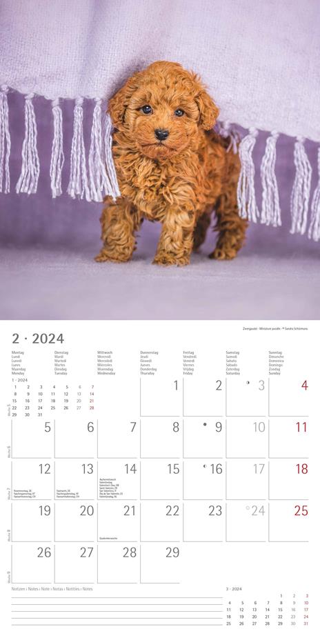 Alpha Edition - Calendario 2024 da muro Puppies, 12 mesi, 30x30 cm - 4