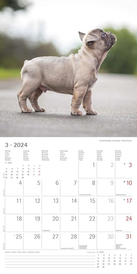 Alpha Edition - Calendario 2024 da muro Puppies, 12 mesi, 30x30 cm - 5